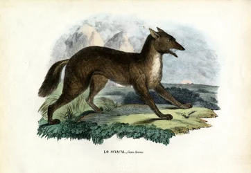 Chacal doré, 1863-79
